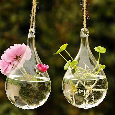 Hydroponic Hanging Terrarium - stilyo