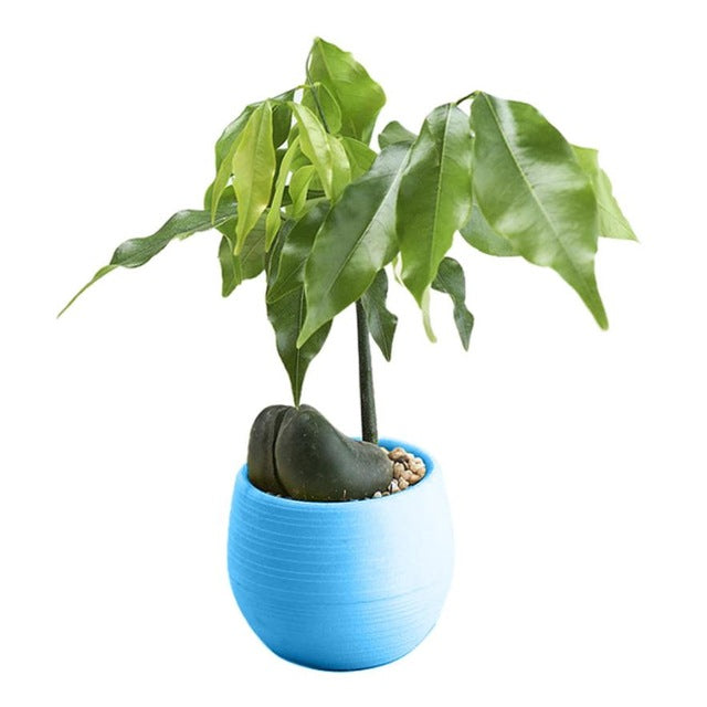 Colorful Cute Plant Flower Pot - stilyo