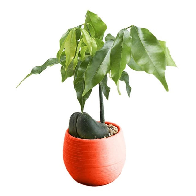 Colorful Cute Plant Flower Pot - stilyo