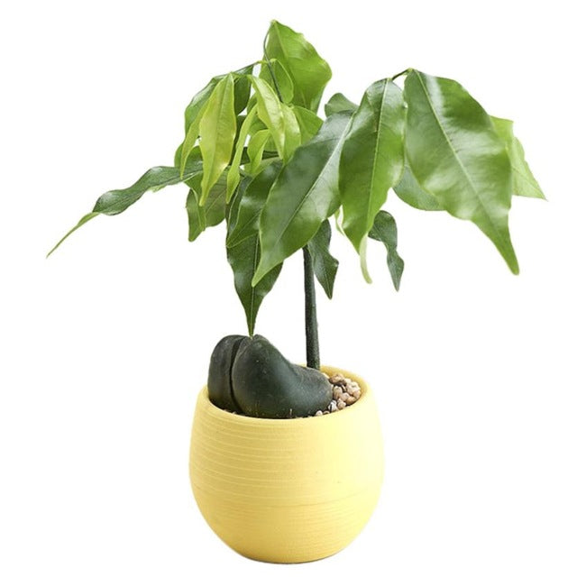 Colorful Cute Plant Flower Pot - stilyo