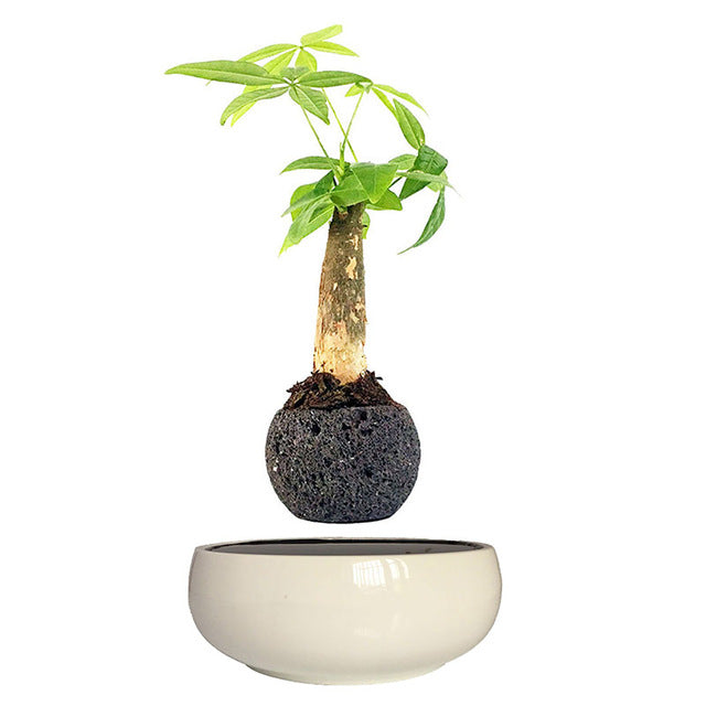 Levitating Air-Floating Bonsai Pot - stilyo