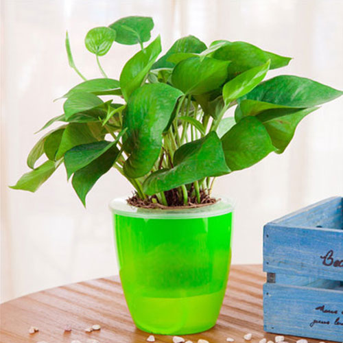 plant pot stilts Self Watering Planters – Stilyo Store